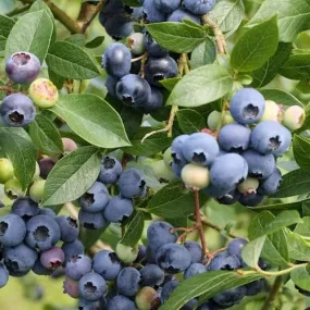 Blueberry Northland